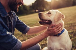 Charity Spotlight: Doggone Safe