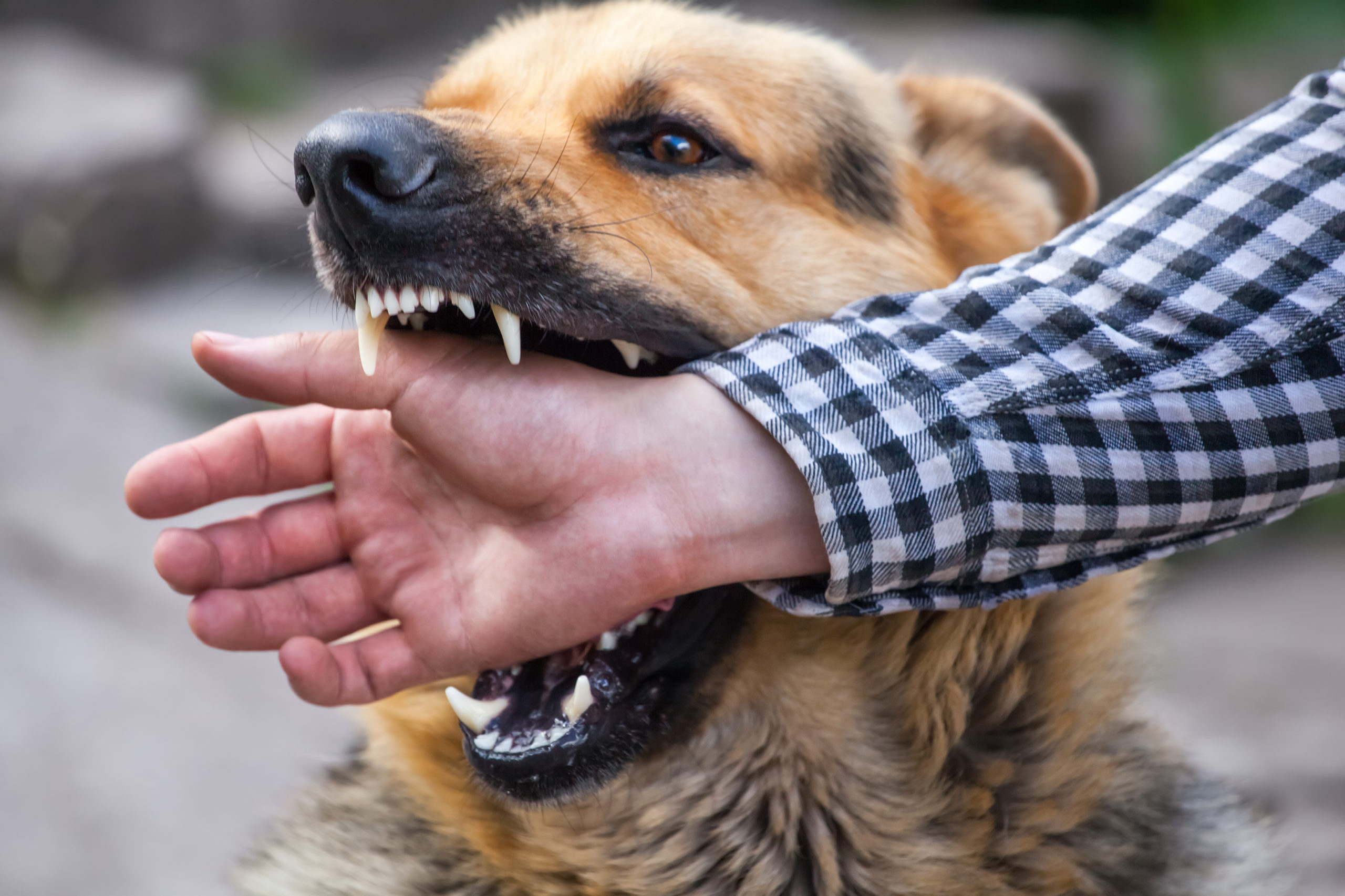 should you put a dog down for biting