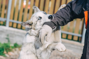 Dog Bite Statistics and Liability Information | Maggiano, DiGirolamo & Lizzi P.C. dog bite statistics and liability information