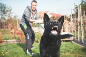 dog bites who pays the damages